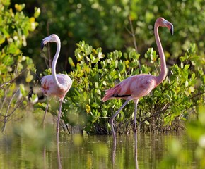 American Flamingos or Caribbean flamingos ( Phoenicopterus ruber ruber) on pond in Cuba.
