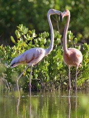 American Flamingos or Caribbean flamingos ( Phoenicopterus ruber ruber) on pond in Cuba.