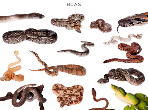 Boa snakes set on white