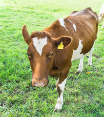 Fototapeta na wymiar Cow grazing on a green field