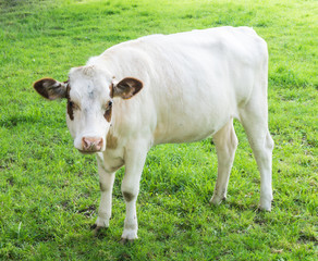 Cow grazing on a green field