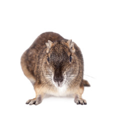 The rock cavy or moco, kerodon rupestris, on white
