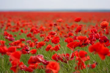 Deurstickers Flowers - a field of red poppies © askaternoy