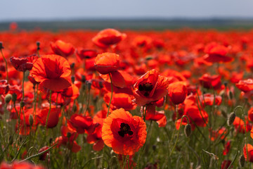 Flowers - red poppies in the field