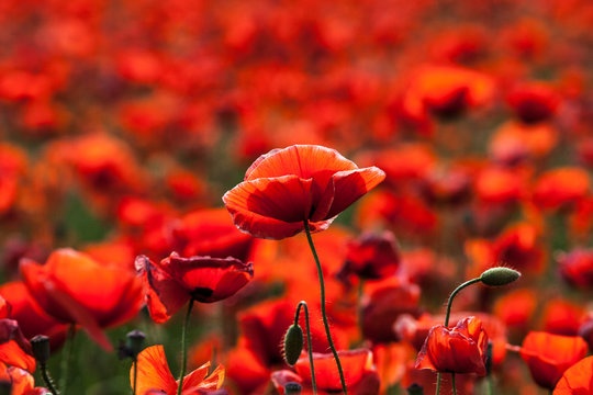 Flowers - red poppies in the field