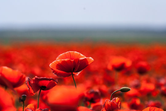 Flowers - red poppies in the field