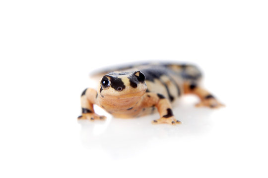 Kaiser's spotted newt isolated on white