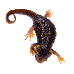 Himalayan newt isolated on white - obrazy, fototapety, plakaty