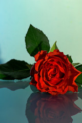 Eine rote Rose mit Wassertropfen