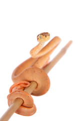 Salmon Amazon tree boa, 7 days old, isolated on white