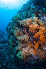 Naklejka na ściany i meble Colorful Coral Reef in Indonesia