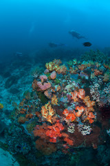 Fototapeta na wymiar Colorful Reef and Scuba Divers
