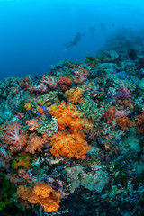 Fototapeta na wymiar Colorful Pacific Reef and Scuba Divers