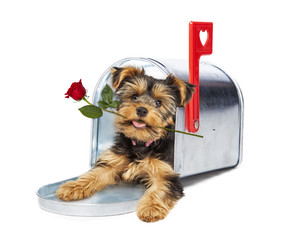 Puppy In Mailbox Holding Red Rose