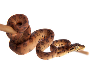 Red Amazon tree boa, 7 days old, isolated on white