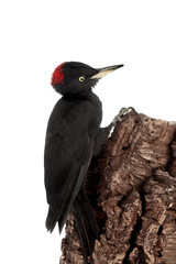 Black Woodpecker, Dryocopus martius, on white 