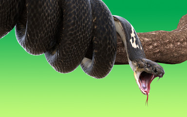 Obraz premium 3d King cobra snake wrapped on a tree branch isolated on green background