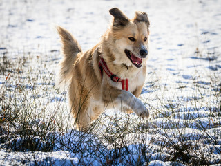 Pies bawiący w śniegu © bialywilczurek