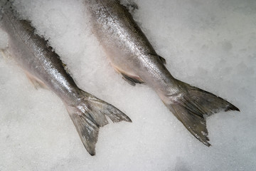 Freshly caught salmon on ice