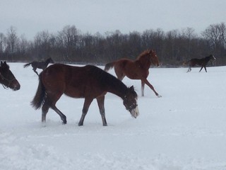 Winter Frolic