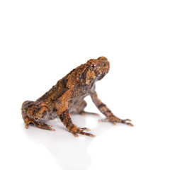 Bulldog frog, ophryophryne hansi, male on white