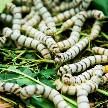 Close up Silkworm eating mulberry green leaf