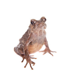 Bulldog frog, ophryophryne hansi, female on white