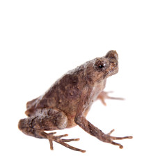 Bulldog frog, ophryophryne hansi, female on white