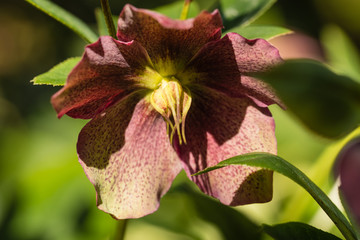 purple hellebore flower with seeds