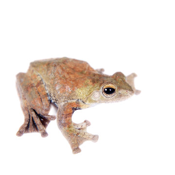 Spinybottom tree frog, rhacophorus execophygus, on white