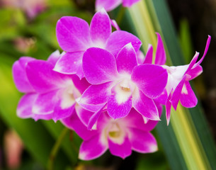 Orchid