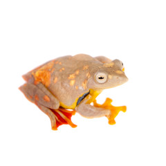 Two-dotted flying tree frog, Rhacophorus rhodopus, on white