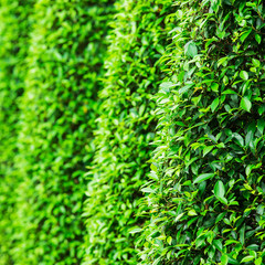 Green leaves wall background