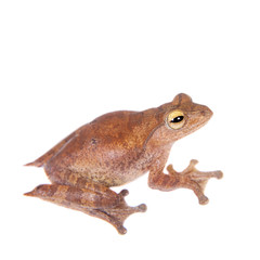 Rhacophorus robertingeri, rare species of flying tree frog on white