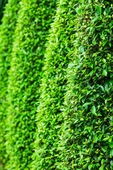 Green leaves wall background