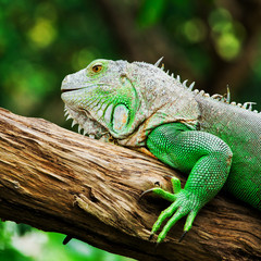 Green Iguana