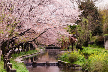 小さな川沿いに咲く桜