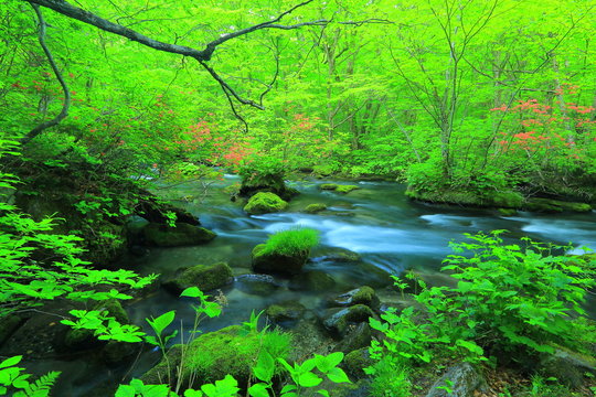 青森県　新緑の奥入瀬渓流　三乱の流れ
