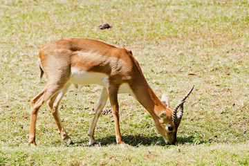Oryx or Gemsbuck - African Wildlife Background
