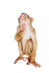Juvenile Pig-tailed Macaque, Macaca nemestrina, on white
