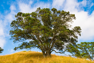 Single Tree Standing Alone