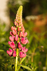 Pink lupine flower close-up