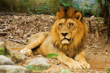 Fototapeta na wymiar Lion the king