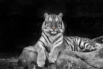 Obrazy na Szkle  biały Tygrys