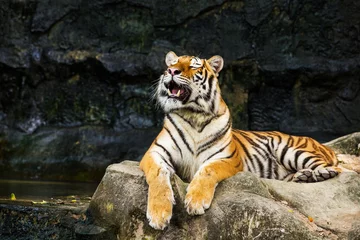 Crédence de cuisine en verre imprimé Tigre Tiger