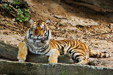 A tiger sitting in a zoo.