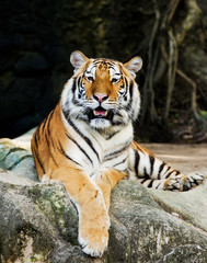 A tiger sitting in a zoo.