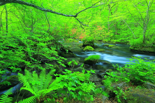 青森県　新緑の奥入瀬渓流　三乱の流れ