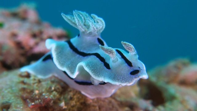 Dorid Nudibranch. Chromodorididae