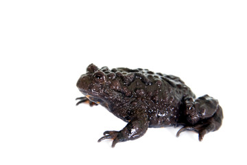 Hubei firebelly Toad, Bombina microdeladigitora, on white